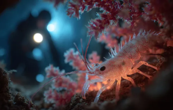 Sea, macro, light, people, diver, corals, lantern, shrimp
