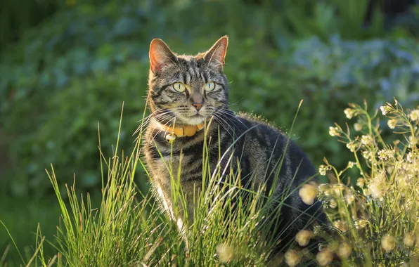 Cat, summer, grass, cat, look, light, nature, pose