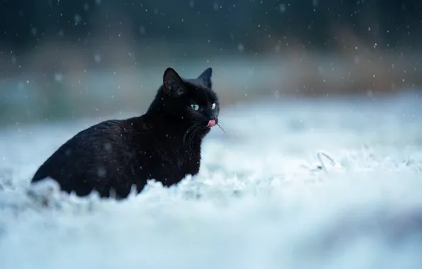 Picture winter, language, cat, cat, look, snow, nature, black