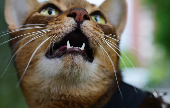 Picture cat, mustache, face, fangs