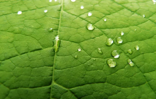 Drops, sheet, Leaf it Green