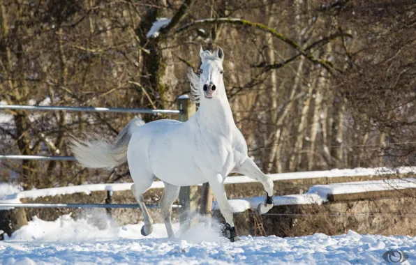 Picture white, pose, horse, horse, power, grace, posing, (с) Oliver Seitz