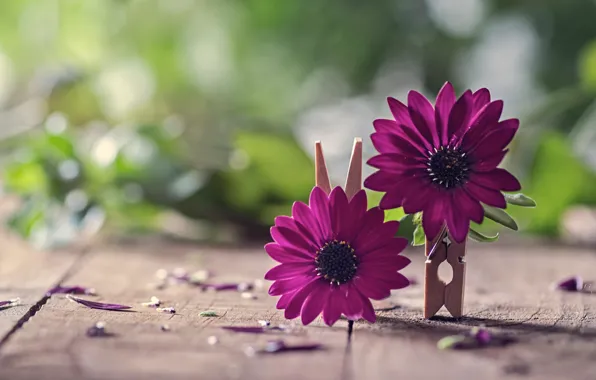 Macro, flowers, Board, petals, clothespins