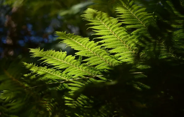 Macro, nature, sheet, fern