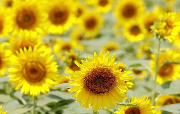 Summer, sunflowers, nature