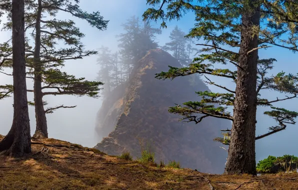 Picture trees, nature, rock, mountain, haze