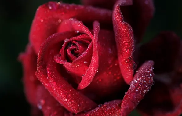 Picture macro, red, rose, Bud