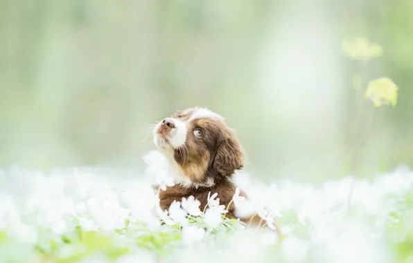 Picture dog, spring, puppy