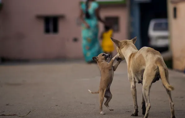 Dogs, India, puppy