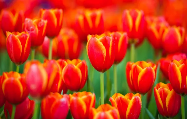 Picture spring, petals, meadow, tulips