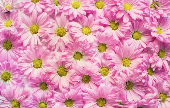 Color, Flower, Plant, Petals, Plants, Flower, Flowers, Color
