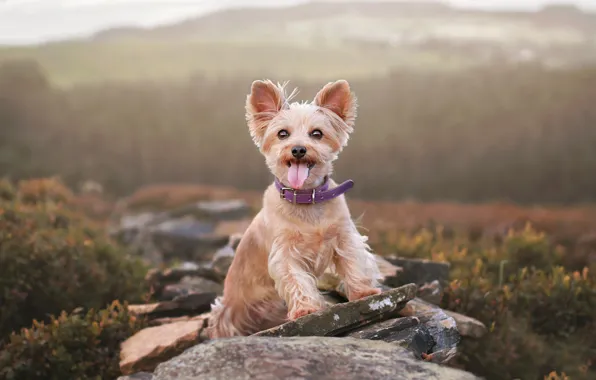 Language, look, mountains, nature, stones, hills, dog, dal