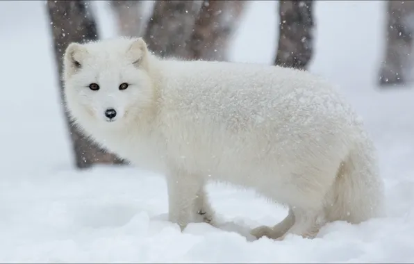 Picture winter, animals, Winter, animals, nature, scribe, artic fox