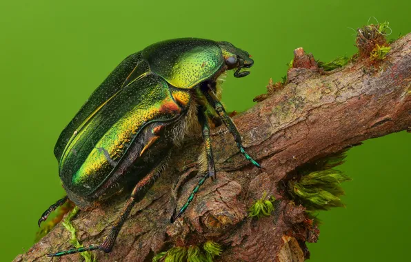 Macro, background, beetle, branch, insect, brilliant, brantovka, brantovka Golden