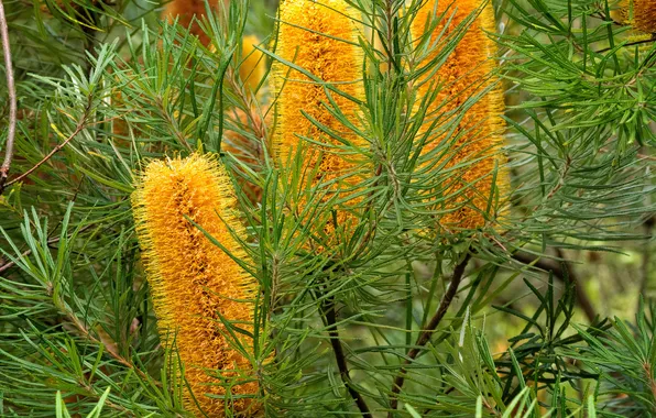 Picture nature, tree, plant, exotic, banksia