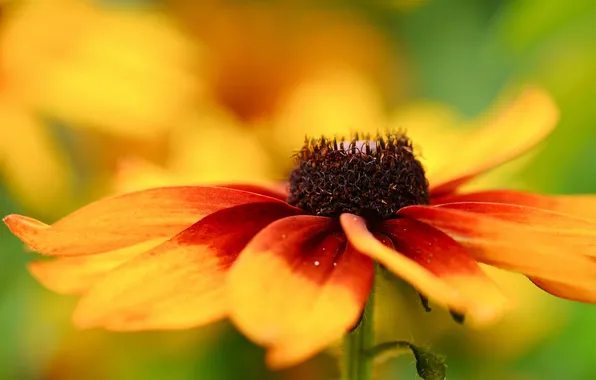 Flowers, yellow, red, blur