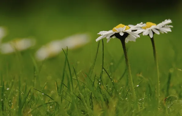 Grass, drops, macro, chamomile