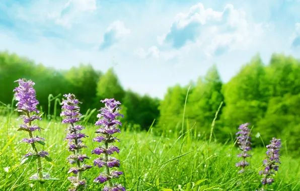 Summer, grass, trees, flowers, field