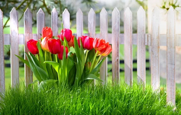 Picture grass, flowers, the fence, spring, tulips, grass, nature, fence