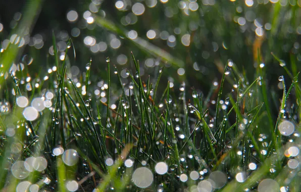 Grass, drops, dew