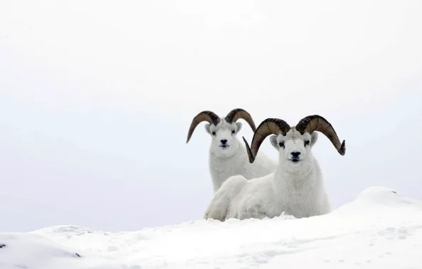 White, snow, mountain ram, mountain sheep, sheep
