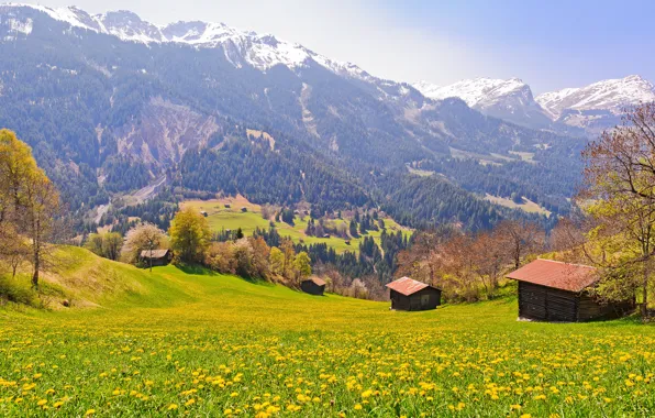 Field, forest, mountains, spring, slope, Alps, houses, dandelions