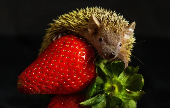 Look, berries, the dark background, strawberry, muzzle, hedgehog, hedgehog, sepals