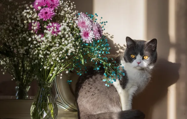 Cat, cat, light, flowers, pose, shadow, bouquet, mirror
