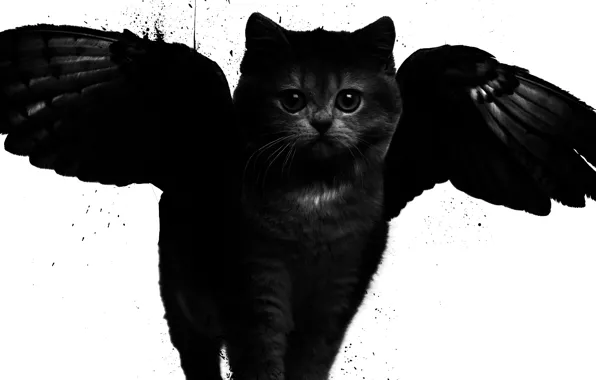 Picture cat, style, wings, art, black and white