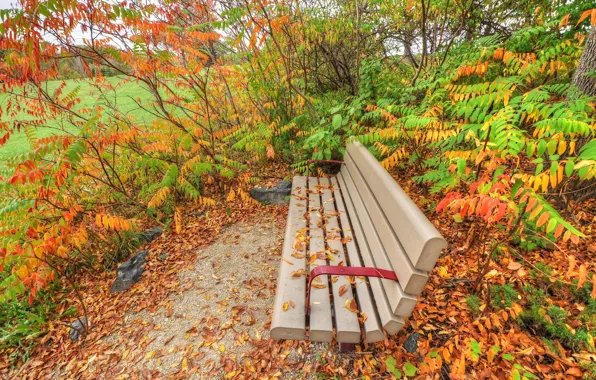 Autumn, grass, leaves, Park, the bushes, bench