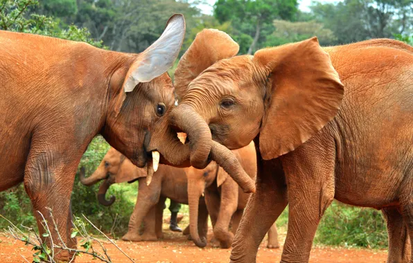 Picture nature, Africa, elephants