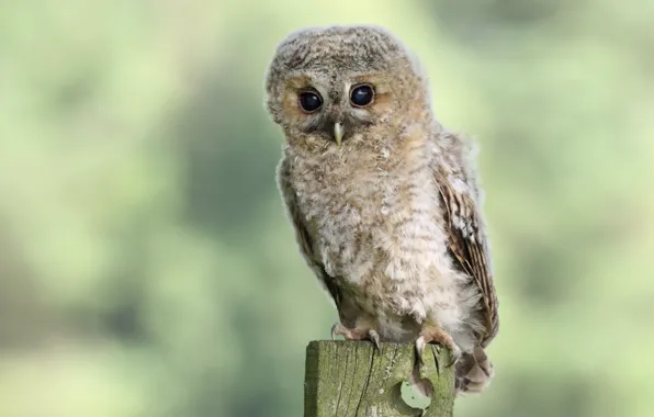 Eyes, look, owl, bird, baby, Board, chick, green background