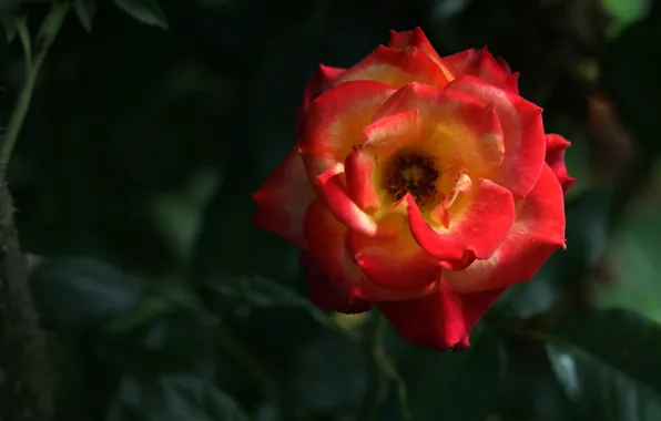 Leaves, flowers, orange, red, the dark background, bright, roses