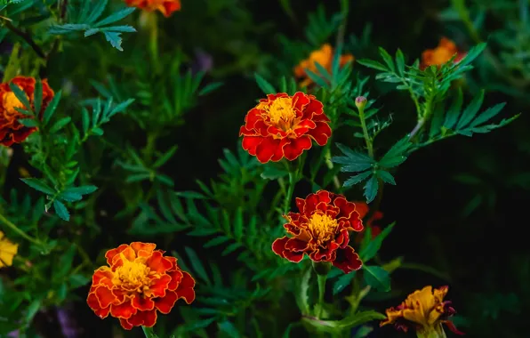 Picture leaves, flowers, the dark background, bright, Bush, garden, red, flowerbed