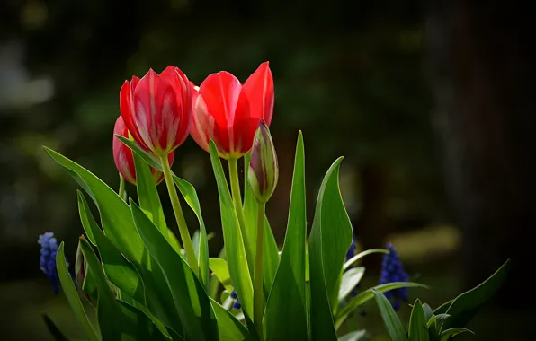 Picture spring, Tulips, red, red, tulips, spring