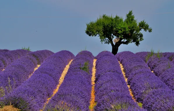Tree, France, hill, lavender, plantation, Provence, Valensole