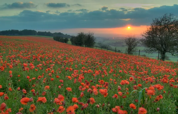 Field, the sun, sunset, flowers, orange, Maki, The evening, red