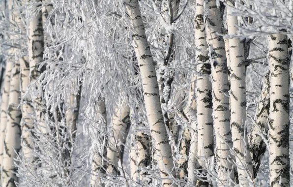 Winter, frost, forest, snow, trees, branches, nature, trunks