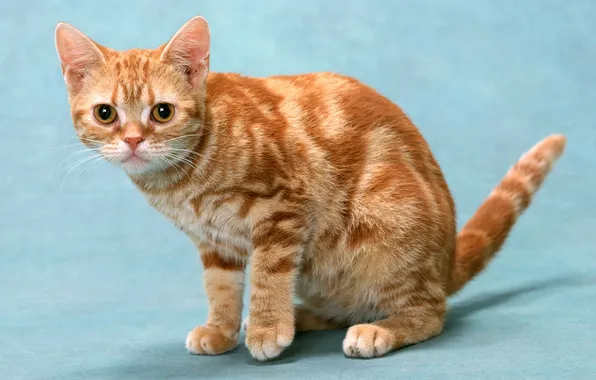 Picture cat, British, red marble