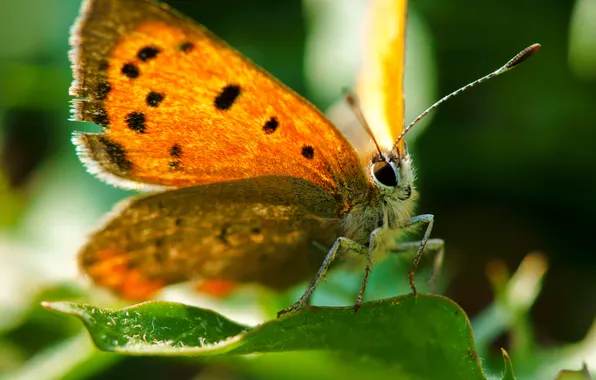Picture leaves, sheet, butterfly, orange, antennae