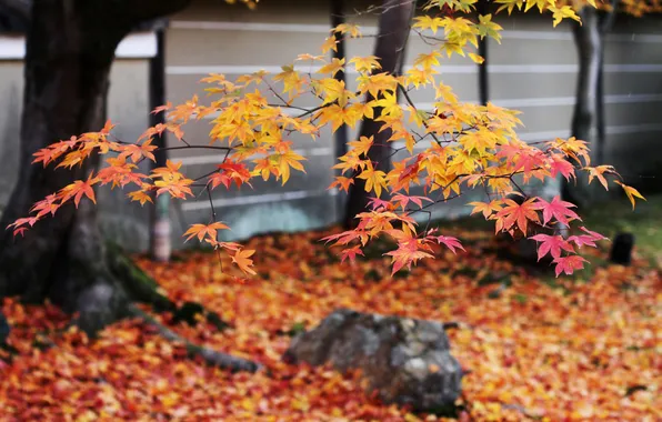 Autumn, trees, stones, foliage, Japan, maple