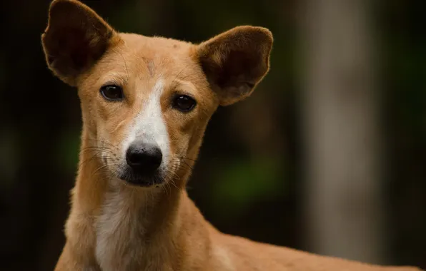 Look, face, each, dog