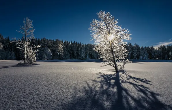 Winter, light, snow, trees, landscape