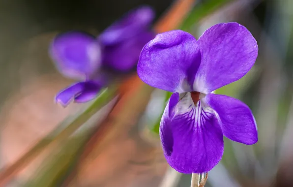 Macro, flowers, blur, Pansy, field, lilac, bokeh, violet