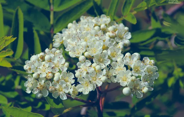 White, flower, twig