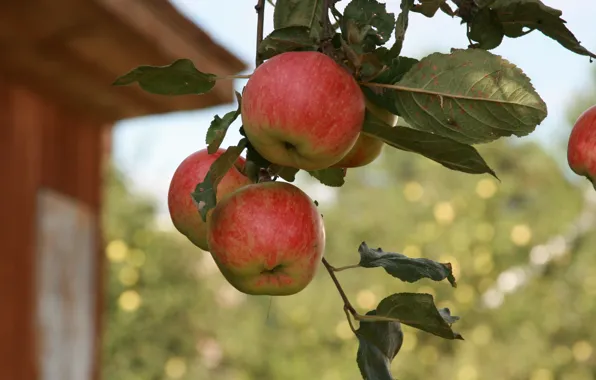 Summer, macro, nature, background, Wallpaper, apples, branch, garden