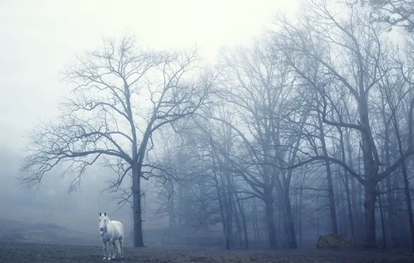Fog, horse, morning