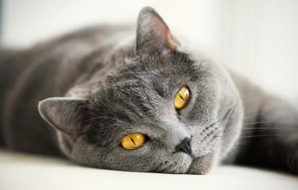 Picture cat, eyes, cat, mustache, look, face, grey, yellow