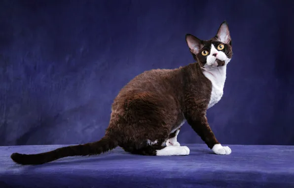 Cat, cat, look, pose, kitty, black and white, cat, muzzle