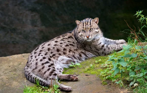 Picture look, nature, stones, lies, wild cat, nettle, Fisher cat